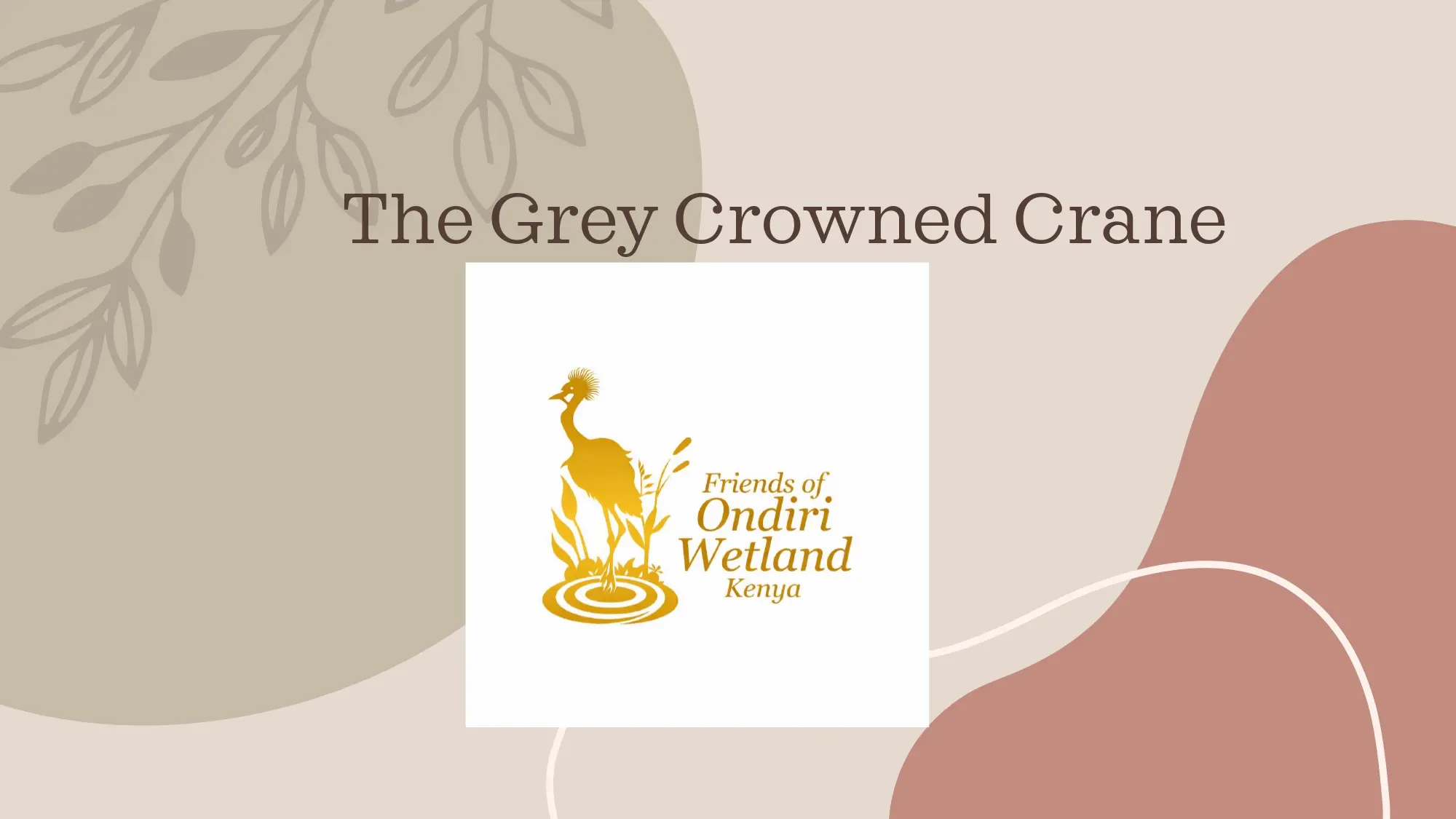 The Grey Crowned Crane story